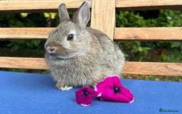 Netherland Dwarf rabbits for sale: Stunning Agouti Netherland Dwarf Bucks - Image 1
