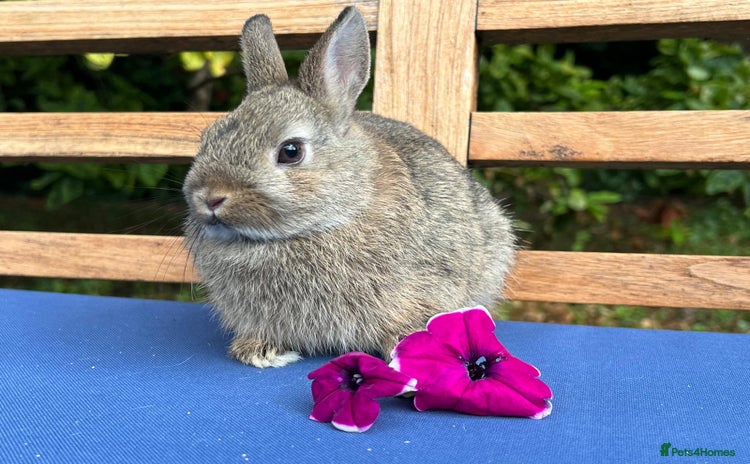 Netherland Dwarf rabbits - Advert 8