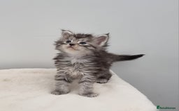 Maine Coon cats for sale: GCCF Pedigree Maine Coon Kittens for sale - Image 35