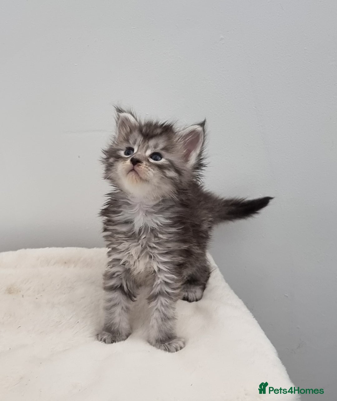 Maine Coon cats for sale: GCCF Pedigree Maine Coon Kittens for sale - Image 35