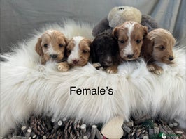 Cockapoo dogs 🐶Stunning F1 Cockapoos, Licensed Breeder🐾 - Advert 3