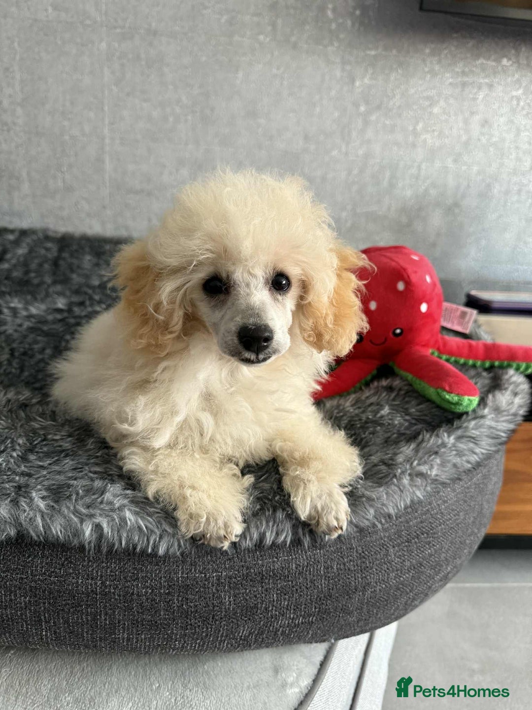 Toy Poodle dogs for sale:  KC Registered Toy Poodle stunning little boy💙 - Image 3