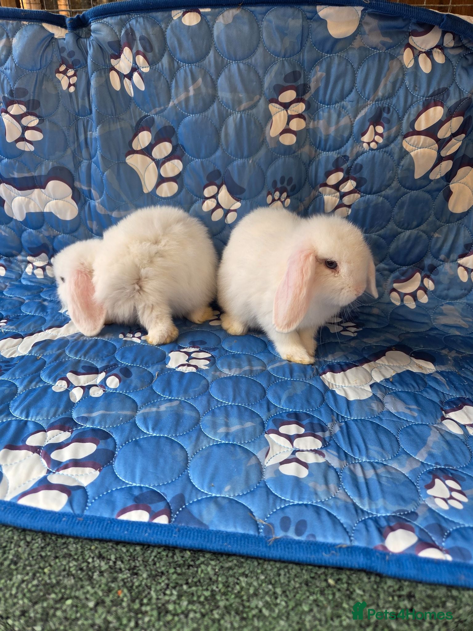 Mini Lop rabbits Stunning baby mini lops  - Advert 2