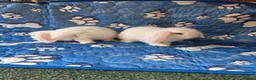 Mini Lop rabbits for sale: Stunning baby mini lops  - Advert 6
