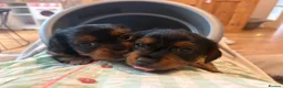 Yorkshire Terrier dogs for sale: Beautiful Yorkie pups ready to leave now  - Advert 28