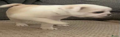 Chug 2