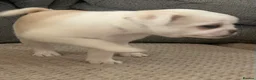 Chug dogs for sale: 5 x stunning chug puppies  - Advert 6