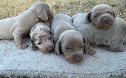 Miniature Dachshund dogs for sale: Miniature dachshund - Image 3