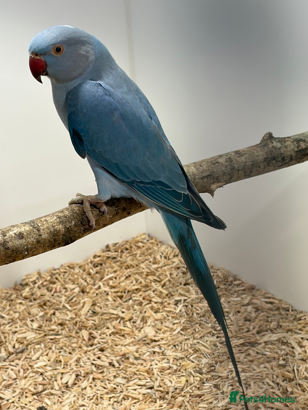 Ringnecks birds for sale: Violet Ringneck Parakeet  - Advert 1