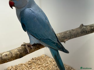 Ringnecks birds for sale: Violet Ringneck Parakeet - Advert 1