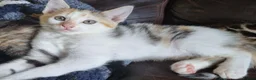 Mixed Breed cats for sale: Very pretty kittens looking for their loving home - Advert 4