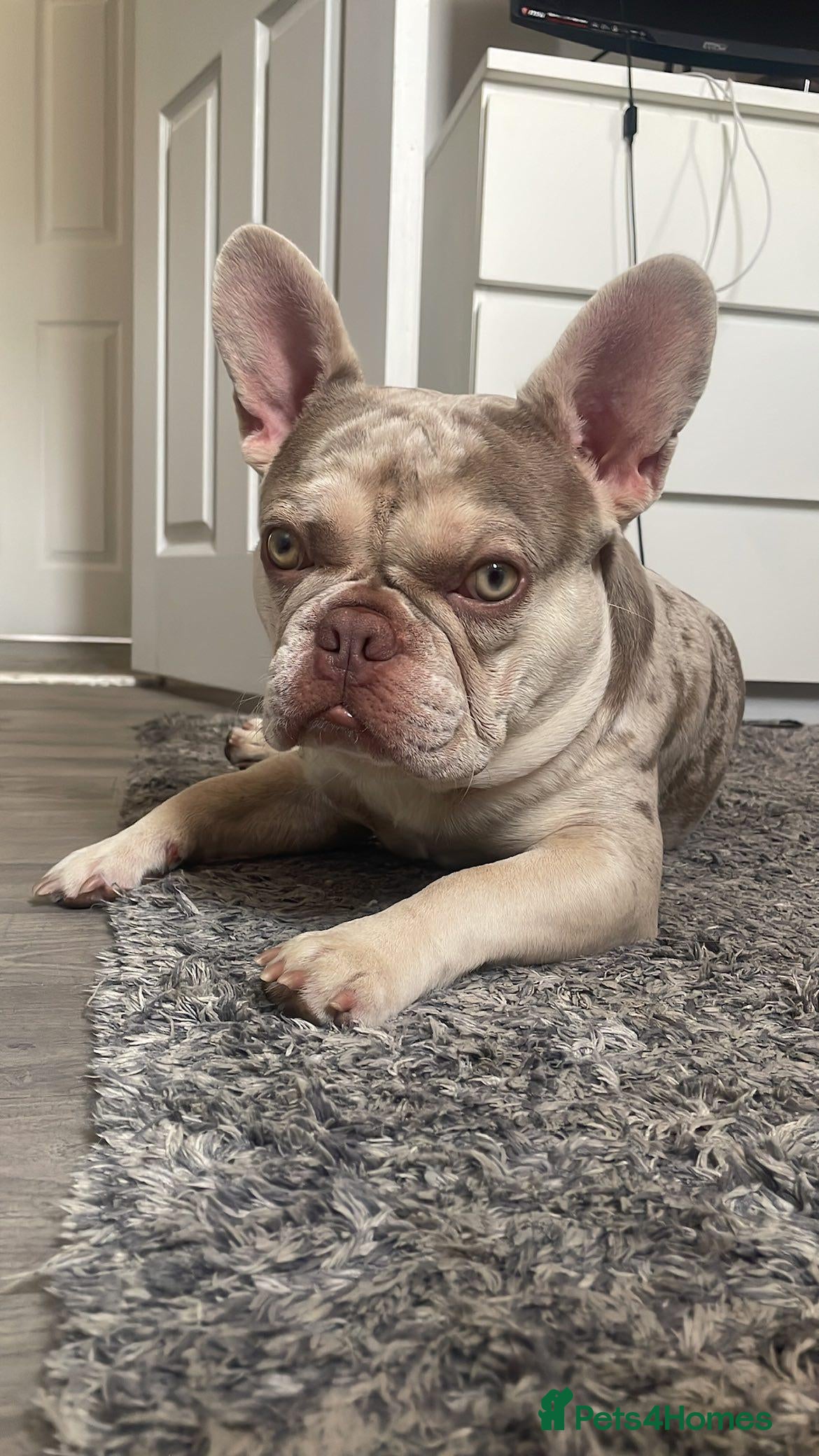 French Bulldog dogs Stud  - Advert 12