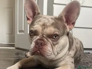 French Bulldog dogs Stud - Advert 1