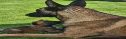 Belgian Shepherd Dog dogs for sale: Belgian Malinois Puppies in Sunderland - Advert 2