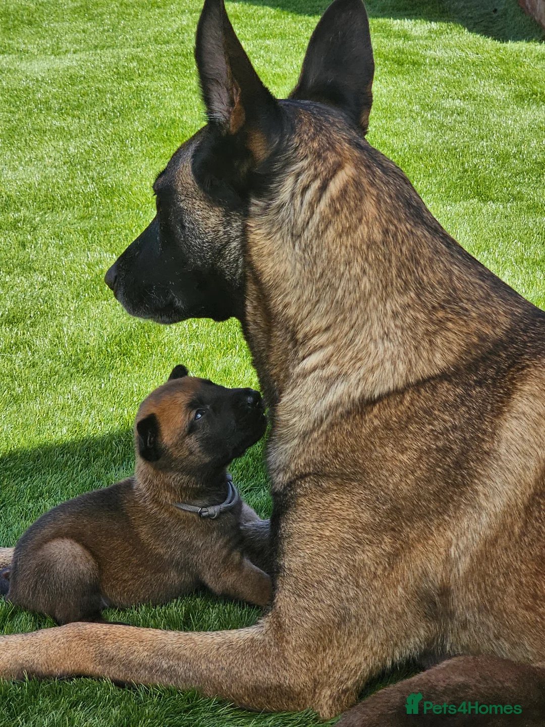 Belgian Shepherd Dog dogs for sale: Belgian Malinois Puppies in Sunderland - Advert 2