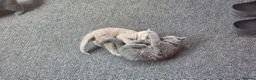 British Shorthair cats for sale: Pedigree BSH short hair kittens for sale - Advert 3