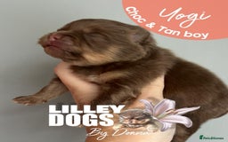 Pomeranian dogs for sale: Quality Pomeranian puppies - Advert 9