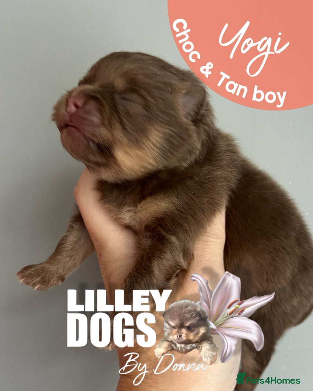 Pomeranian dogs for sale: Quality Pomeranian puppies - Advert 9