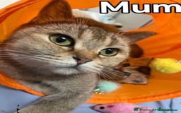 British Shorthair cats for sale: ⭐️⭐️GOLDEN BRITISH SHORTHAIR kittens👀🏠Gccf reg - Image 6