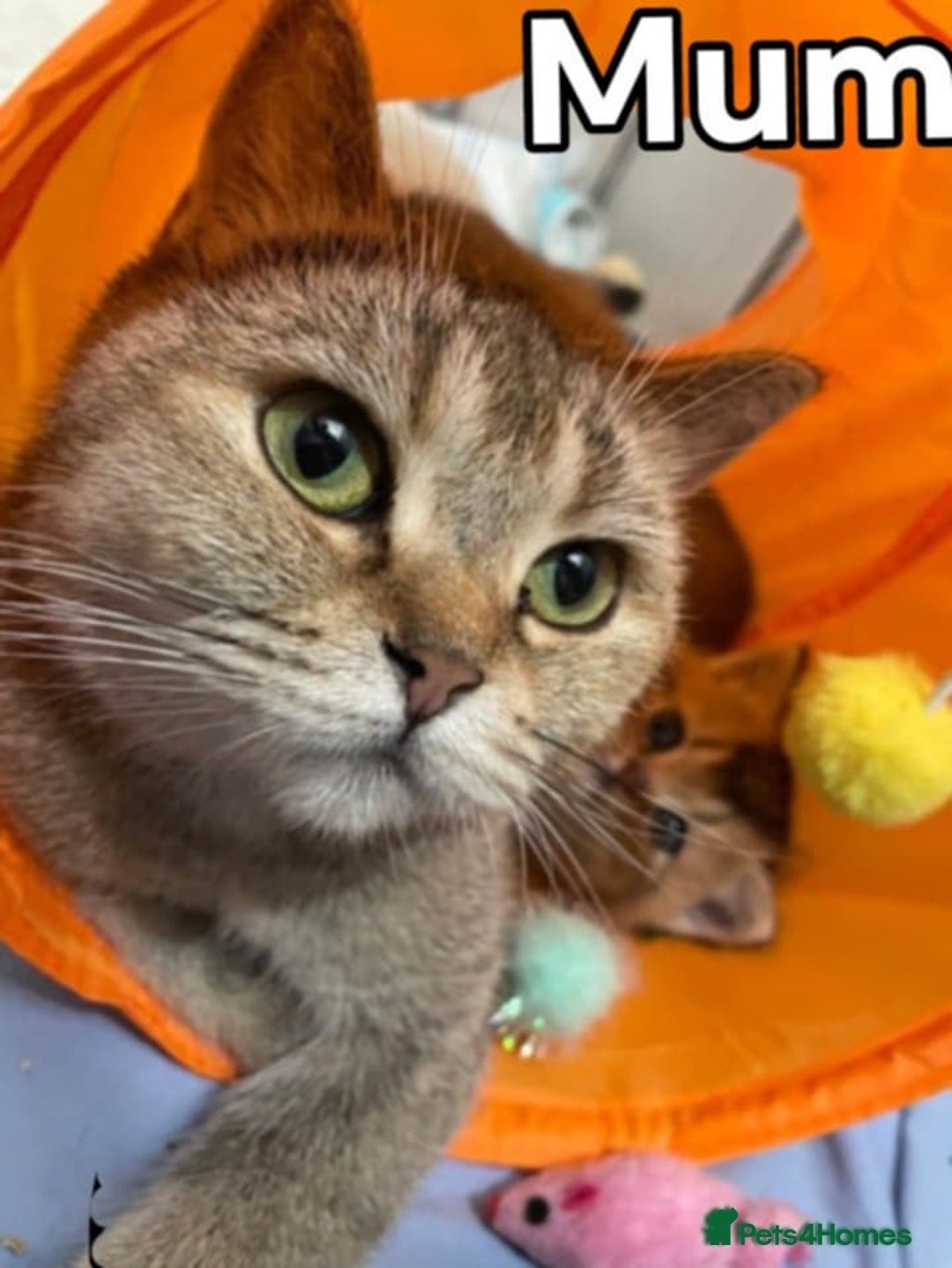 British Shorthair cats for sale: ⭐️⭐️GOLDEN BRITISH SHORTHAIR kittens👀🏠Gccf reg - Image 6