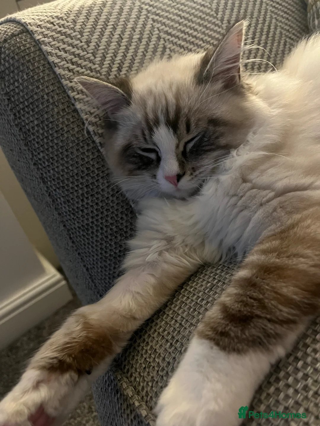 Ragdoll cats for sale: 6 month  old male ragdoll  - Advert 2