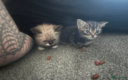 Ragdoll cats for sale: Beautiful Ragdoll Mix Kitten ready for home😻 - Image 5