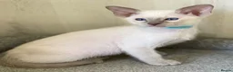 Siamese cats for sale: GCCF Registered Siamese Kittens  - Advert 24