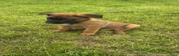 Belgian Shepherd Dog dogs for sale: *****Professionally Trained Boy & Girl Pups***** in Sutton Coldfield - Advert 15