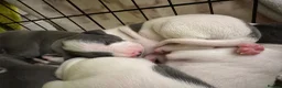 Mixed Breed dogs for sale: 8 stunning Italian greyhound x whippet puppies !!  - Advert 8