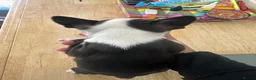 Boston Terrier dogs for sale: Kc reg Stunning full collar Boston terriers  - Advert 6