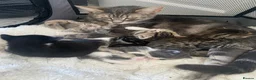 Mixed Breed cats for sale: 2 kittens  - Advert 7