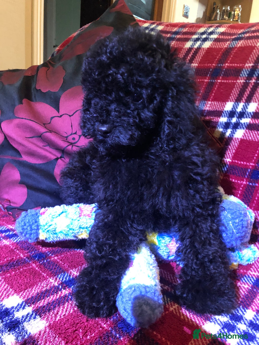 Cockapoo dogs for sale: Cockapoo puppies for sale  - Advert 13