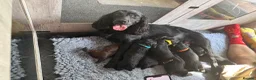 Cocker Spaniel dogs for sale: Working Cocker Spaniel puppies for sale  - Advert 14