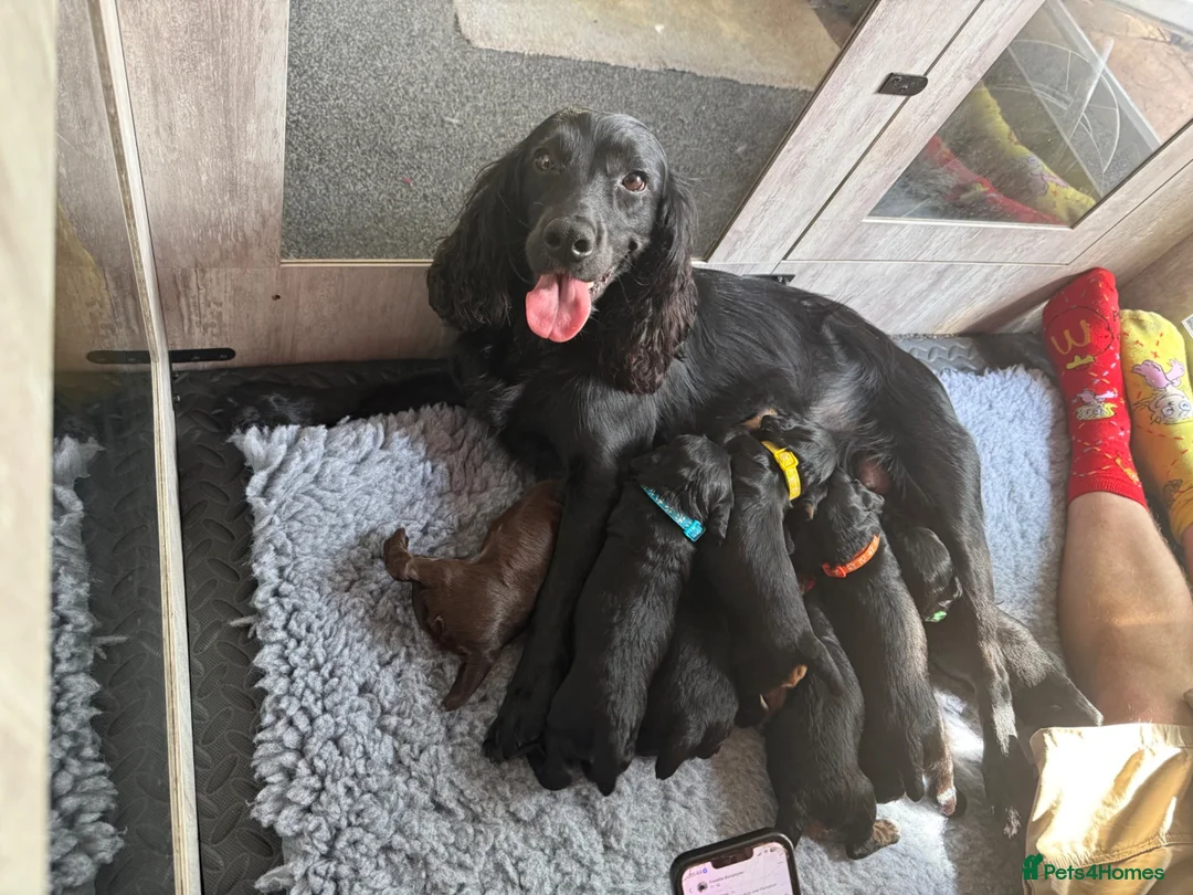 Cocker Spaniel dogs for sale: Working Cocker Spaniel puppies for sale  - Advert 14