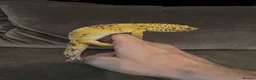 Leopard Gecko reptiles for sale: Leopard Gecko - Hi-Yellow morph, big boy! - Advert 4