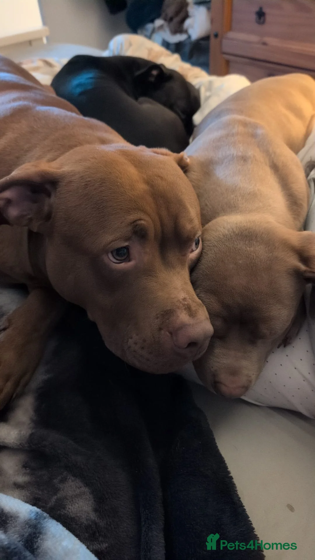 American Bulldog dogs for stud: Erebus  - Advert 4