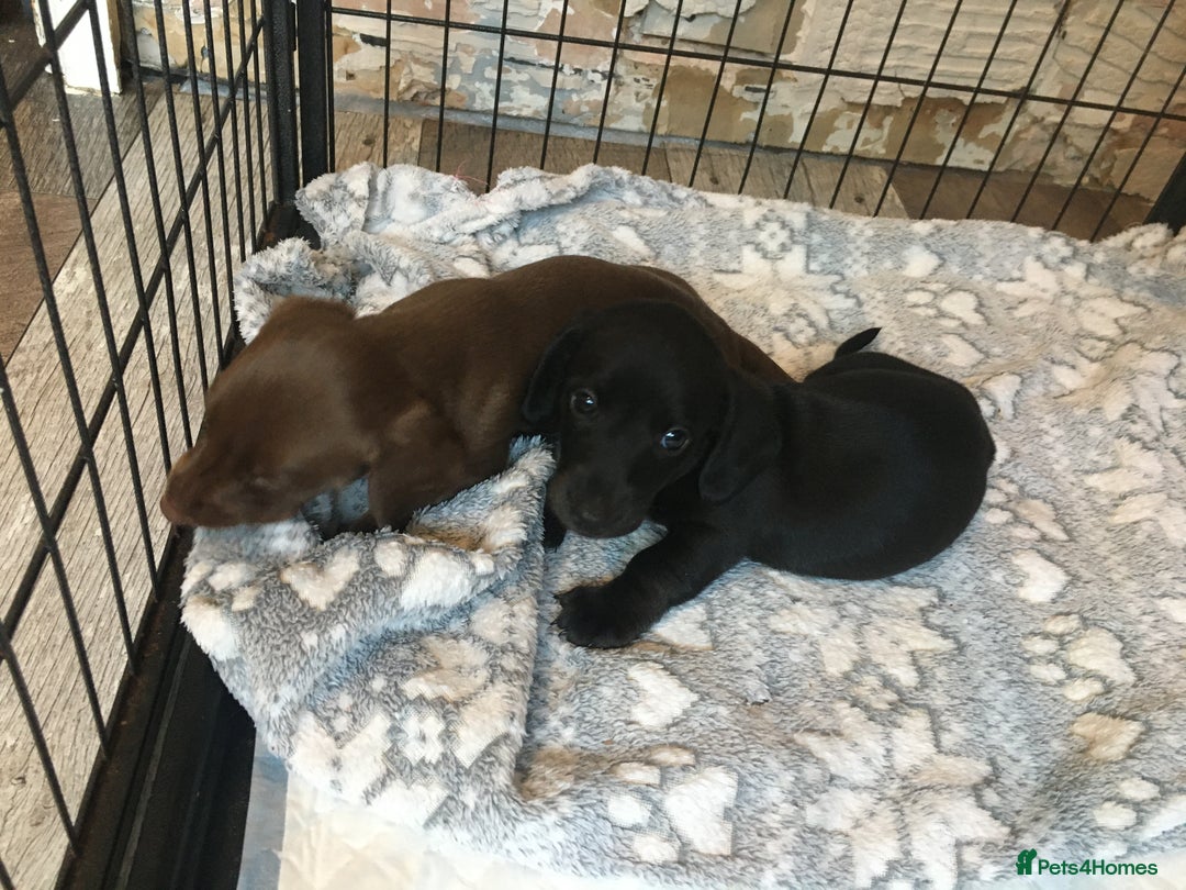 Miniature Dachshund dogs for sale: Miniature dachshund baby’s  - Image 14