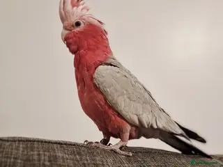 Cockatoo birds Female galah cockatoo - Advert 1
