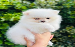 Pomeranian dogs for sale: 3 Gorgeous Pomeranian Puppies-Ready for New Homes - Image 15