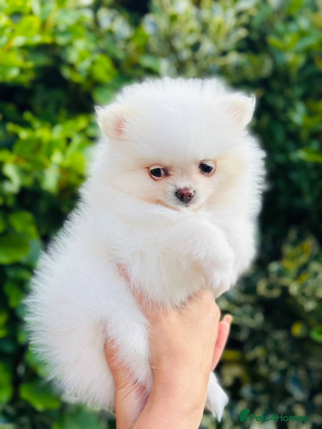 Pomeranian dogs for sale: 3 Gorgeous Pomeranian Puppies-Ready for New Homes - Image 15