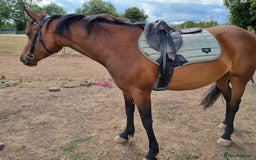 Welsh Section D horses for sale: WelshD x tb  - Image 5