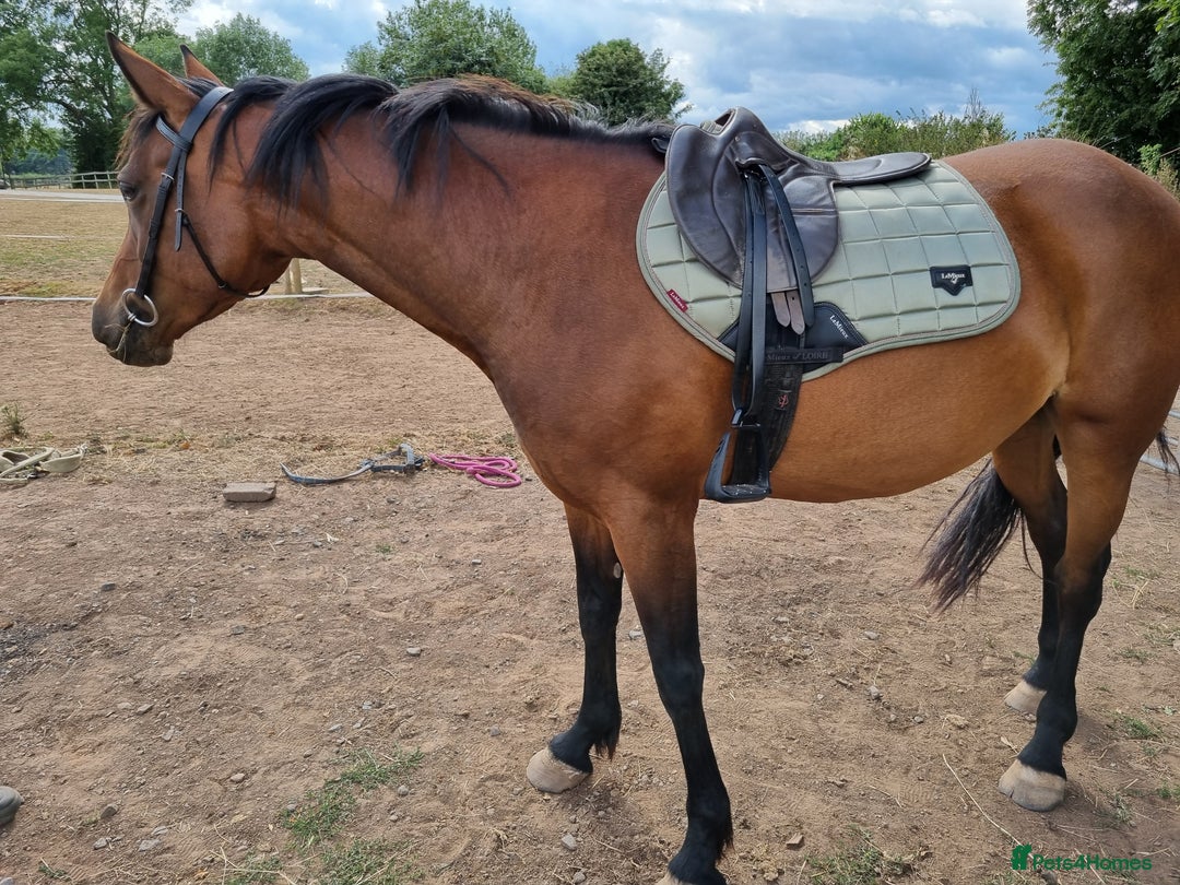 Welsh Section D horses for sale: WelshD x tb  - Image 5