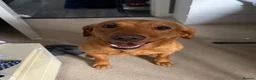 Labrador Retriever dogs for sale: Loving Home Needed for 4-Year-Old Fox Red Labrador in Dornoch - Advert 3