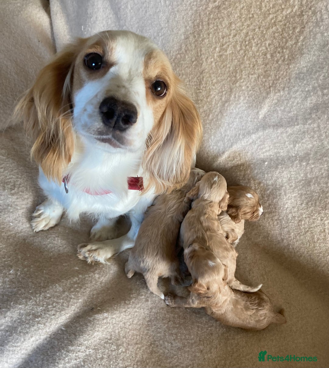 Cockapoo dogs for sale: F1 cockapoos - Advert 1