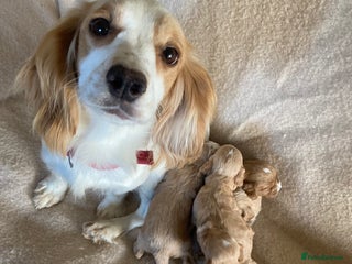 Cockapoo dogs F1 cockapoos - Advert 1