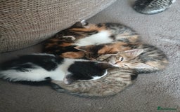 Mixed Breed cats for sale: 6 beautiful kittens - Image 5