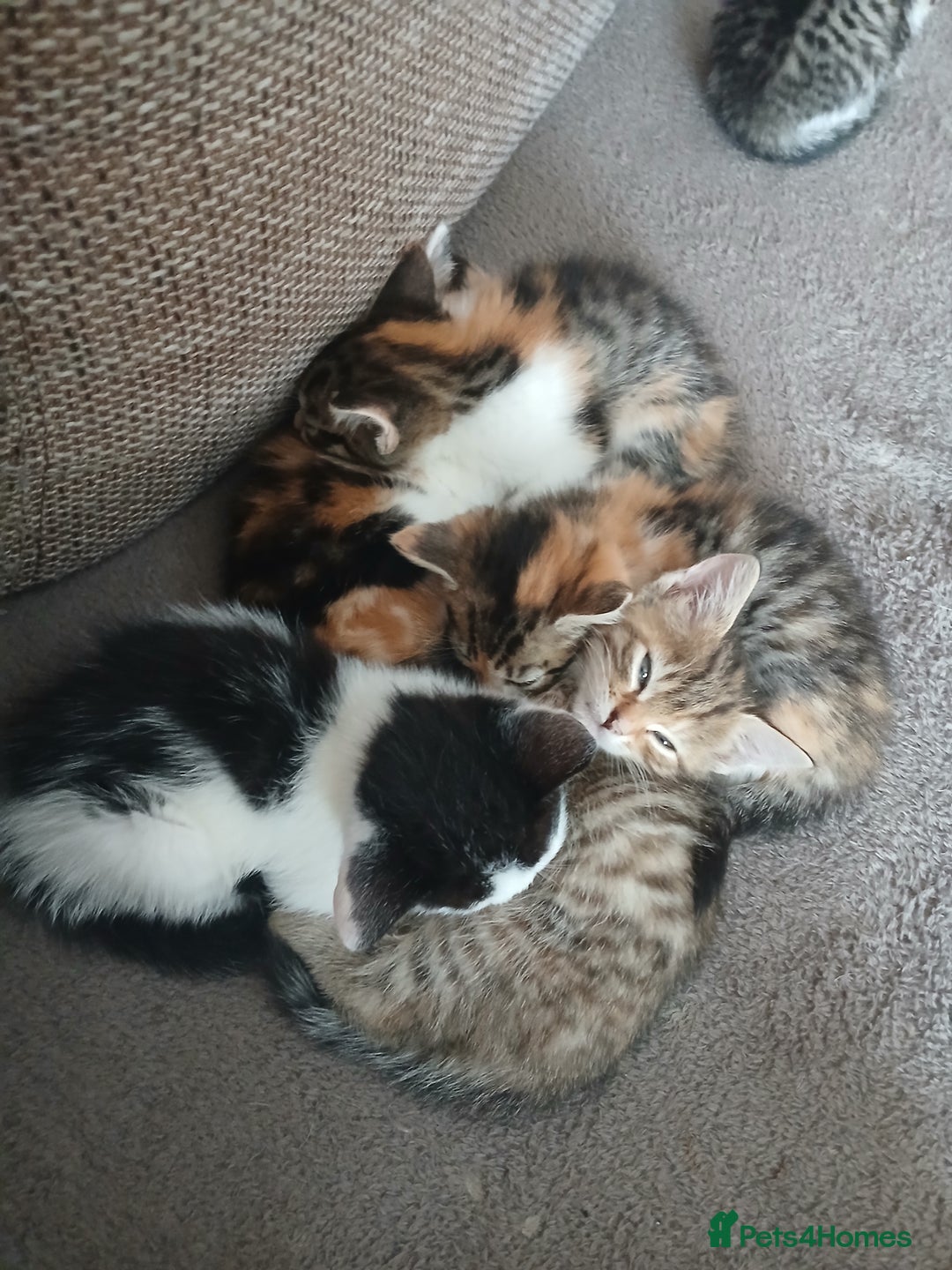 Mixed Breed cats for sale: 6 beautiful kittens - Image 5