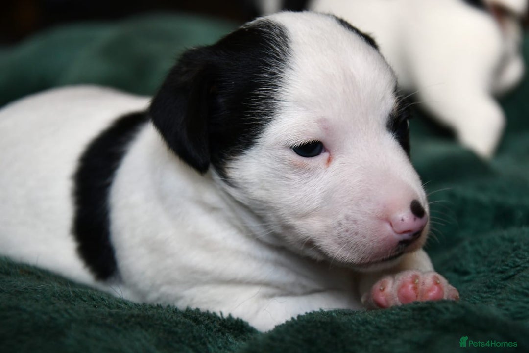 Jack Russell dogs for sale: Jack Russell puppies for sale  - Image 11