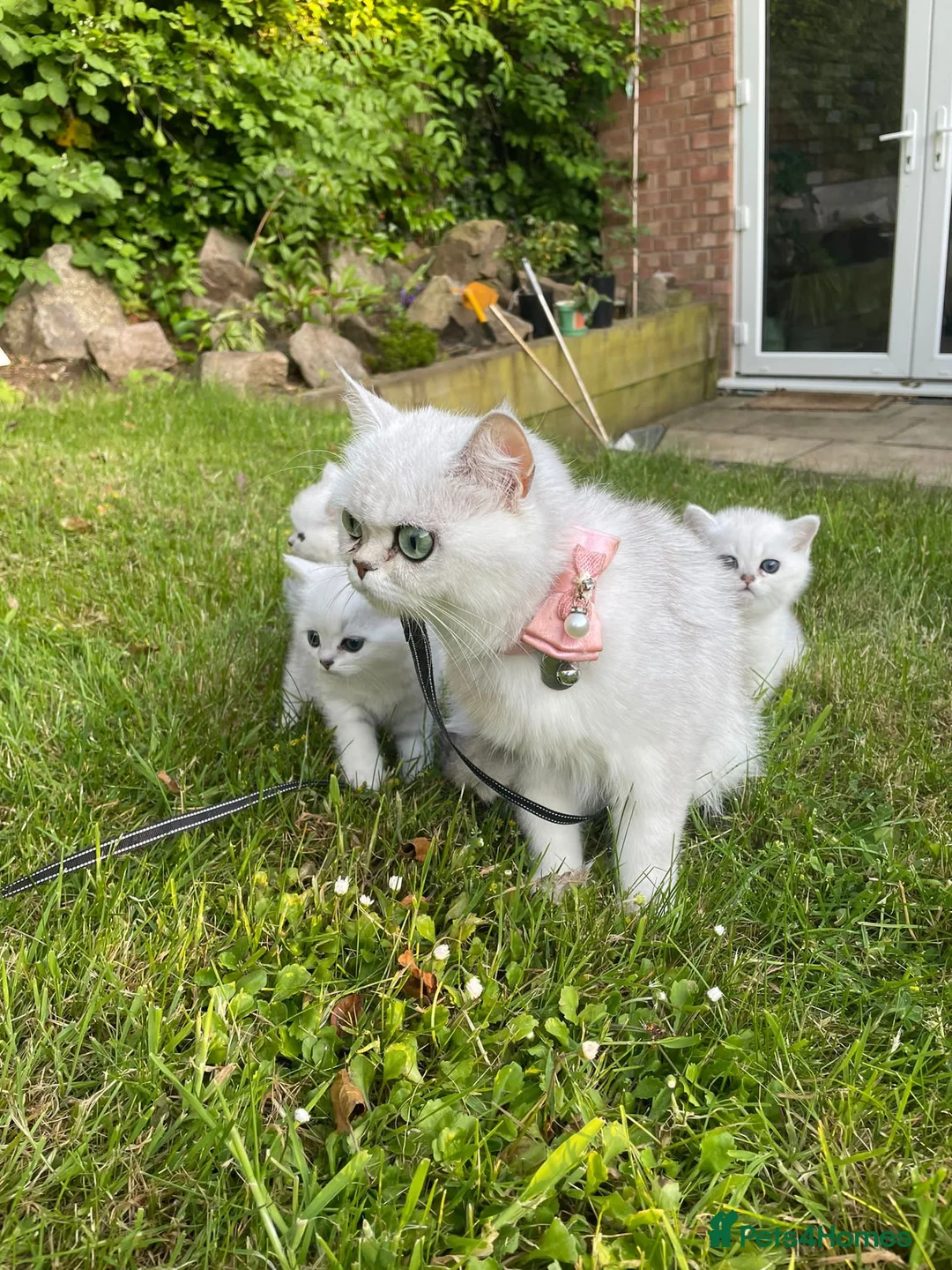British Shorthair cats for sale: British Shorthair Silver Shaded NS11 in Leicester - Advert 1