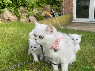 British Shorthair cats British Shorthair Silver Shaded NS11 - Advert 9